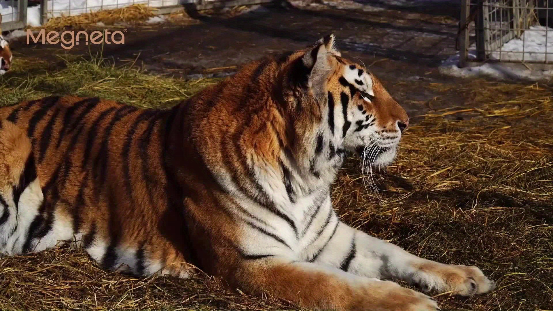 Premium Dark Roast Coffee Beans - Full-Bodied, Rich Aroma 17 Premium Dark Roast Coffee Beans -
  Full-Bodied, Rich Aroma - Image 17